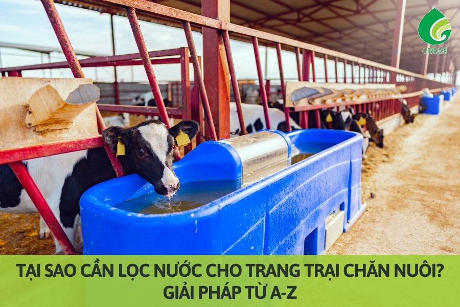 Tại Sao Cần Lọc Nước Cho Trang Trại Chăn Nuôi? Giải Pháp Từ A-Z