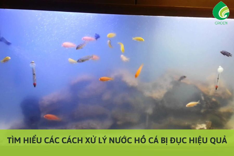 Tìm Hiểu Các Cách Xử Lý Nước Hồ Cá Bị Đục Hiệu Quả