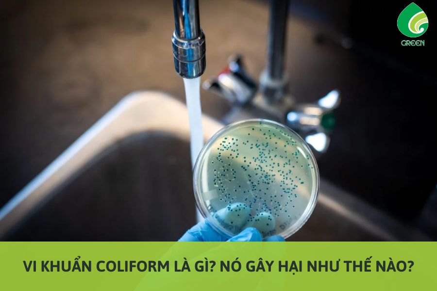 Vi Khuẩn Coliform Là Gì? Nó Gây Hại Như Thế Nào?