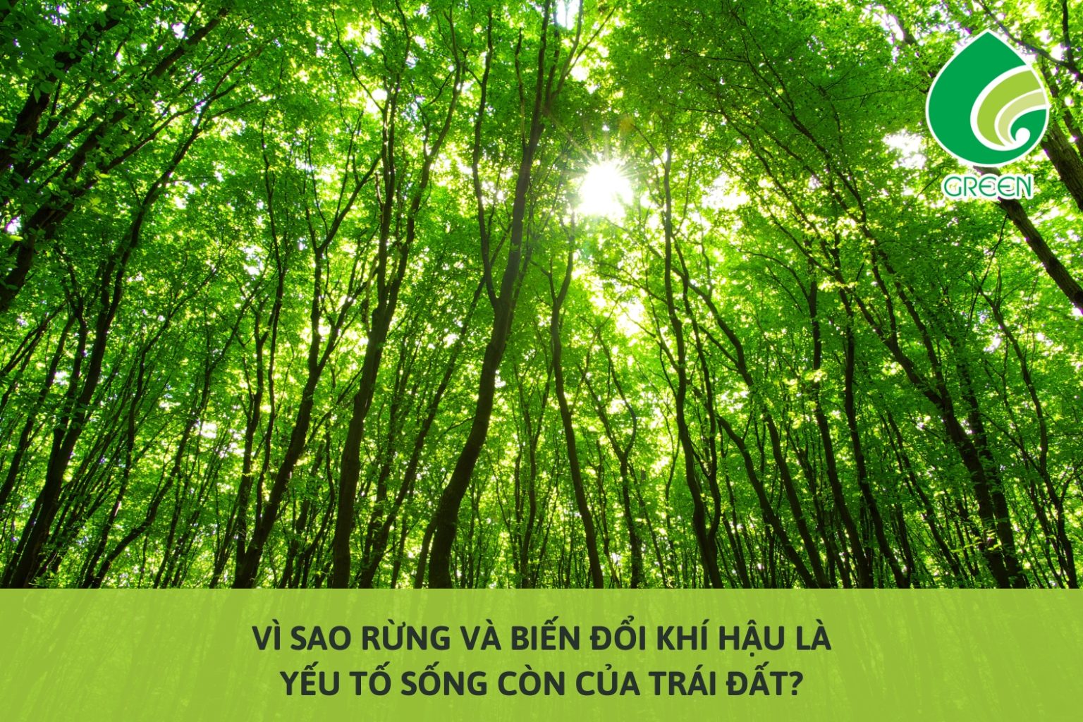 Vì Sao Rừng Và Biến Đổi Khí Hậu Là Yếu Tố Sống Còn Của Trái Đất?