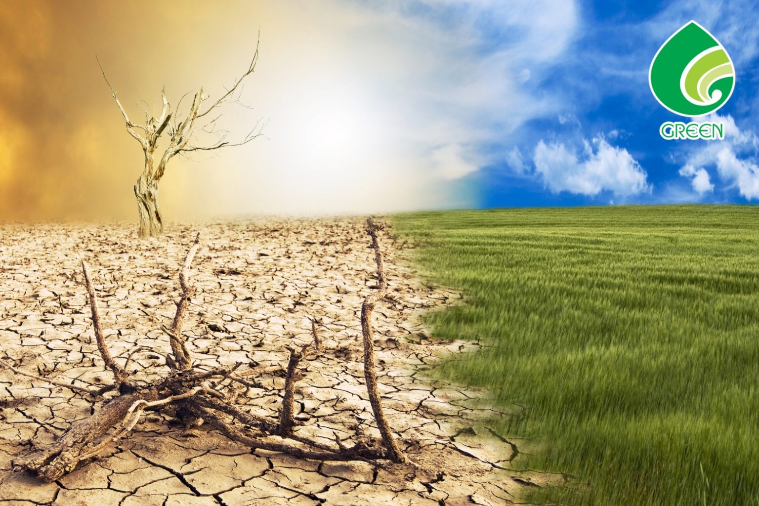 Vì Sao Rừng Và Biến Đổi Khí Hậu Là Yếu Tố Sống Còn Của Trái Đất?