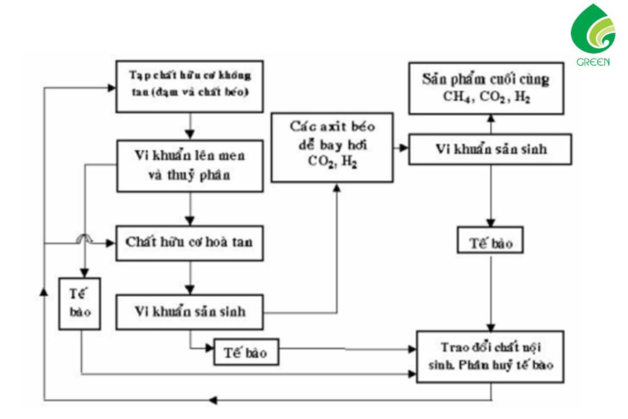 Vi Sinh Kỵ Khí Là Gì? Ứng Dụng Vi Sinh Kỵ Khí Trong Xử Lý Nước Thải