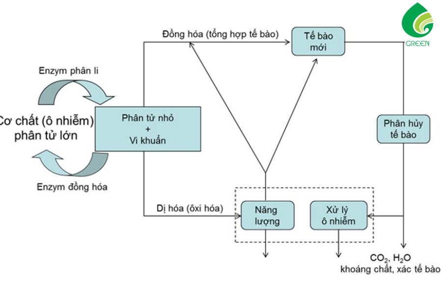 Vi Sinh Trong Quá Trình Xử Lý Nước Thải