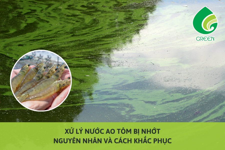 Xử Lý Nước Ao Tôm Bị Nhớt: Nguyên Nhân Và Cách Khắc Phục