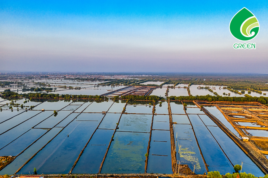 Xử Lý Nước Ao Tôm Bị Nhớt: Nguyên Nhân Và Cách Khắc Phục