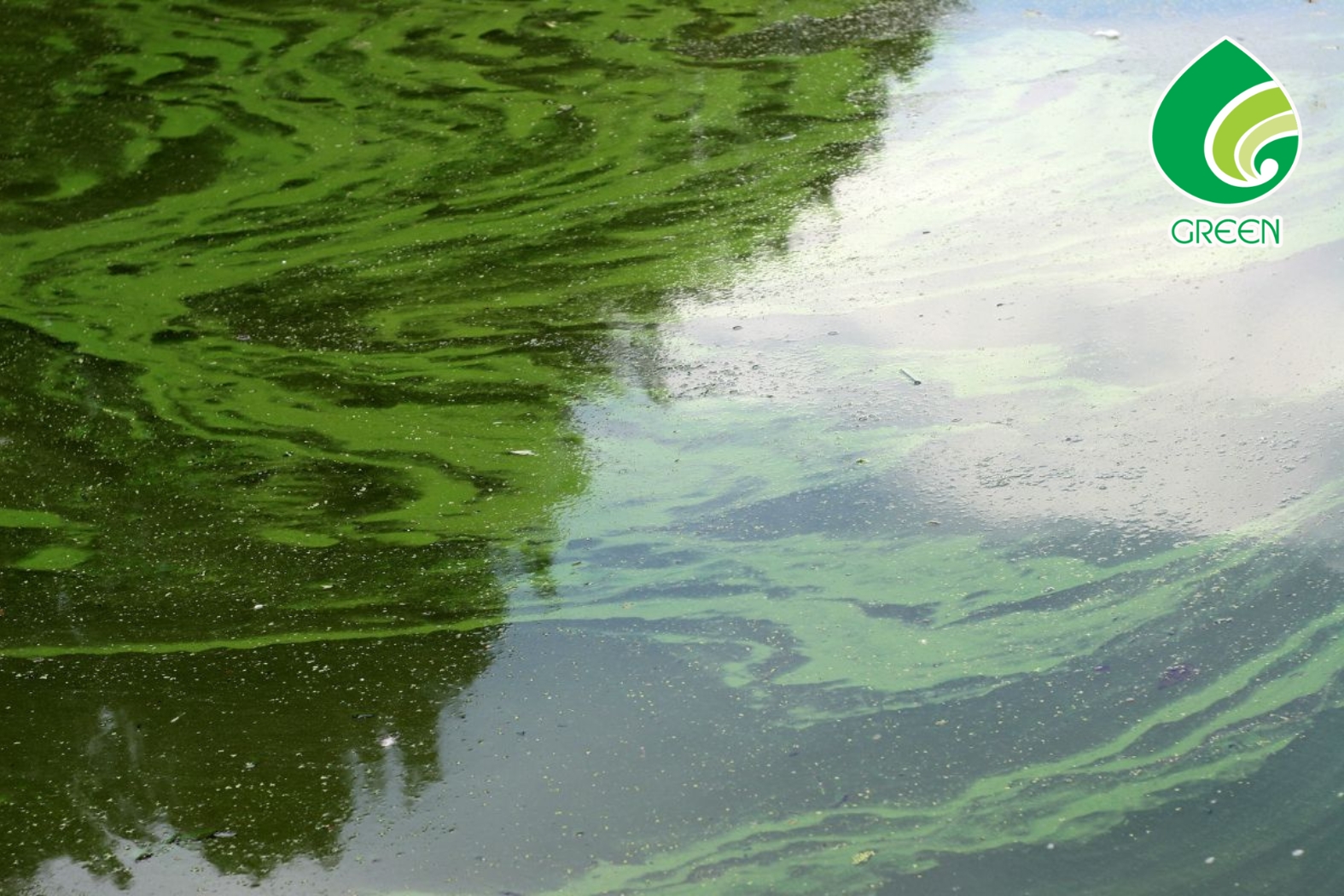 Xử Lý Nước Ao Tôm Bị Xanh Đậm Trong Nuôi Tôm Công Nghiệp