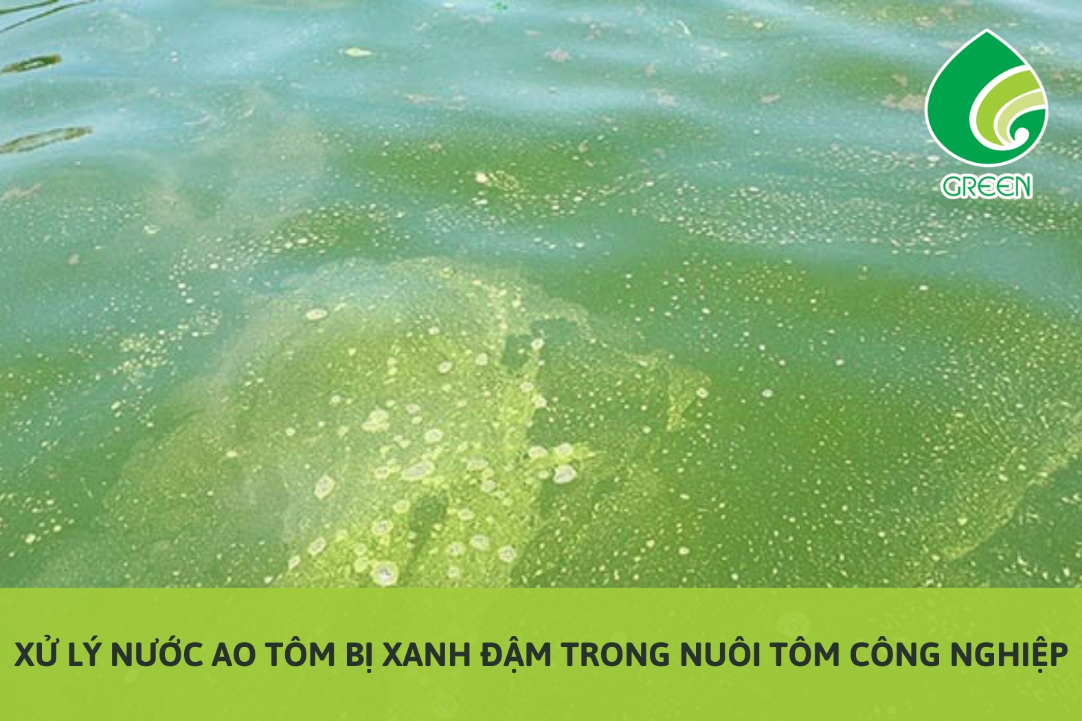 Xử Lý Nước Ao Tôm Bị Xanh Đậm Trong Nuôi Tôm Công Nghiệp