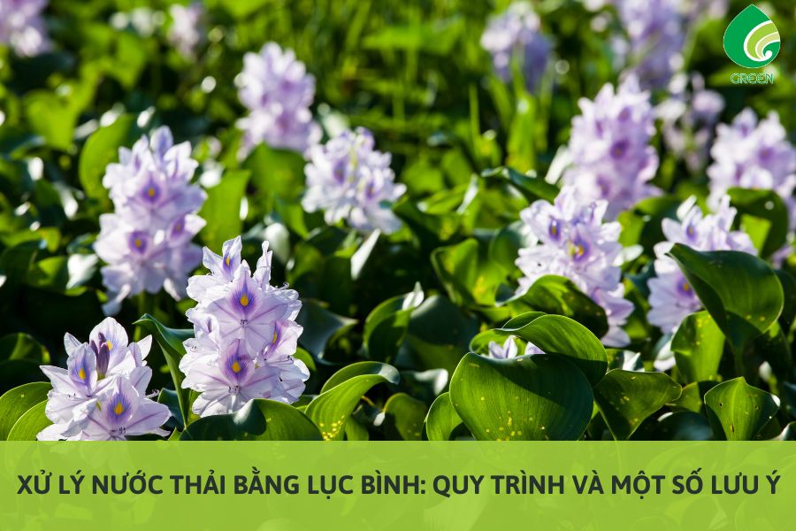 Xử Lý Nước Thải Bằng Lục Bình: Quy Trình Và Một Số Lưu Ý