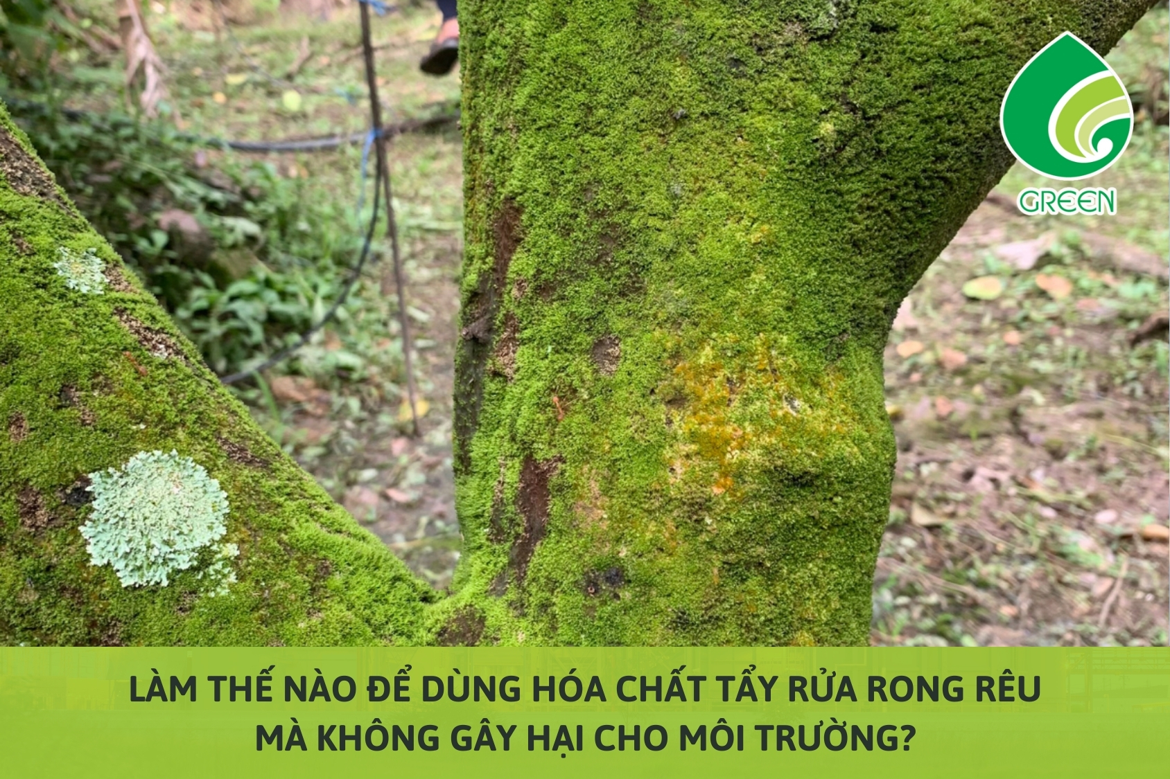 Làm Thế Nào Để Dùng Hóa Chất Tẩy Rửa Rong Rêu Mà Không Gây Hại Cho Môi Trường?