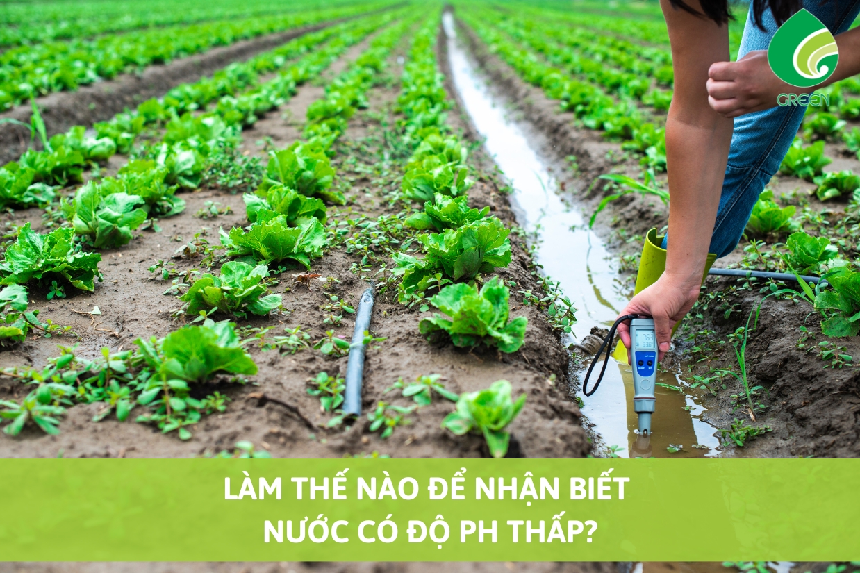 Làm Thế Nào Để Nhận Biết Nước Có Độ pH Thấp?
