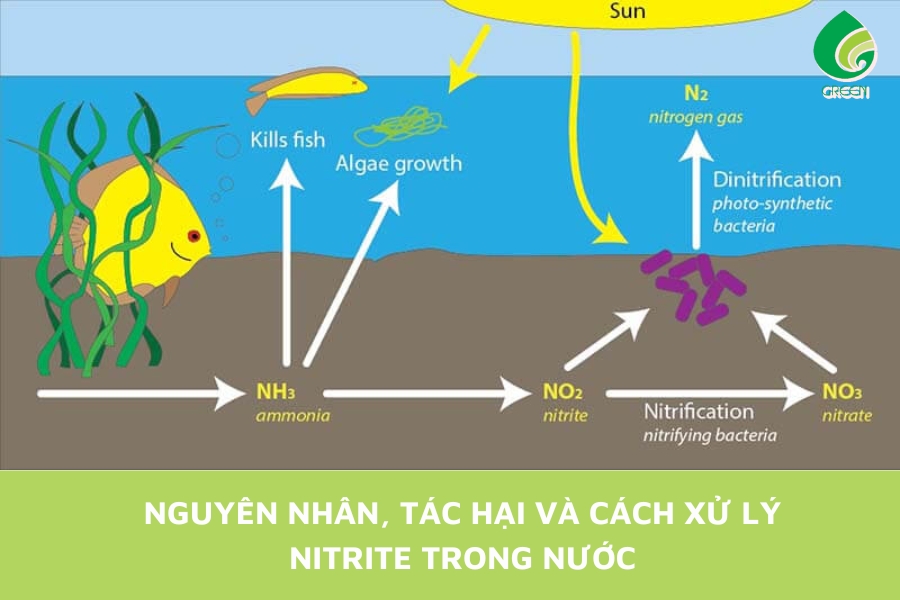 Nguyên Nhân, Tác Hại Và Cách Xử Lý Nitrite Trong Nước