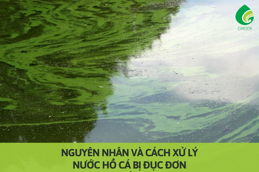Nguyên Nhân và Cách Xử Lý Nước Hồ Cá Bị Đục Đơn Giản