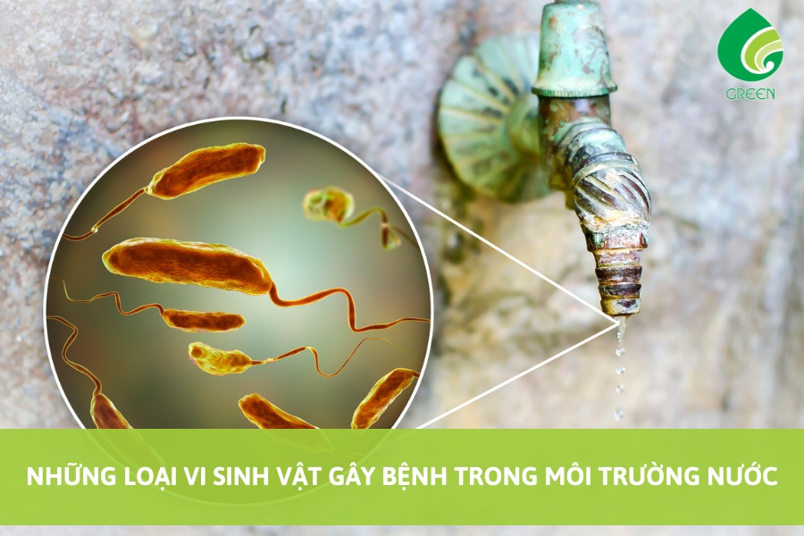 Những Loại Vi Sinh Vật Gây Bệnh Trong Môi Trường Nước