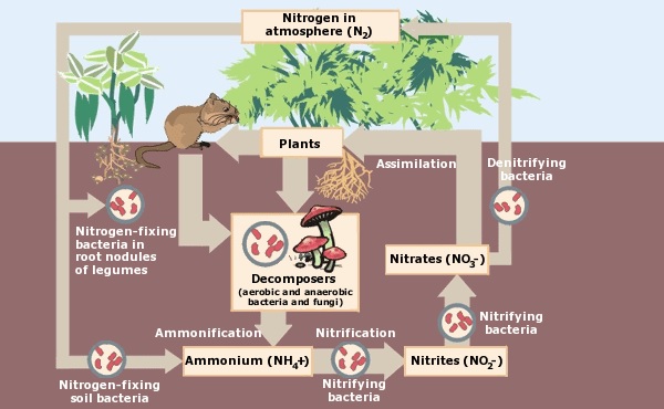 Nitrite Là Gì? Cảnh Báo Ngộ Độc Nitrite Trong Nước
