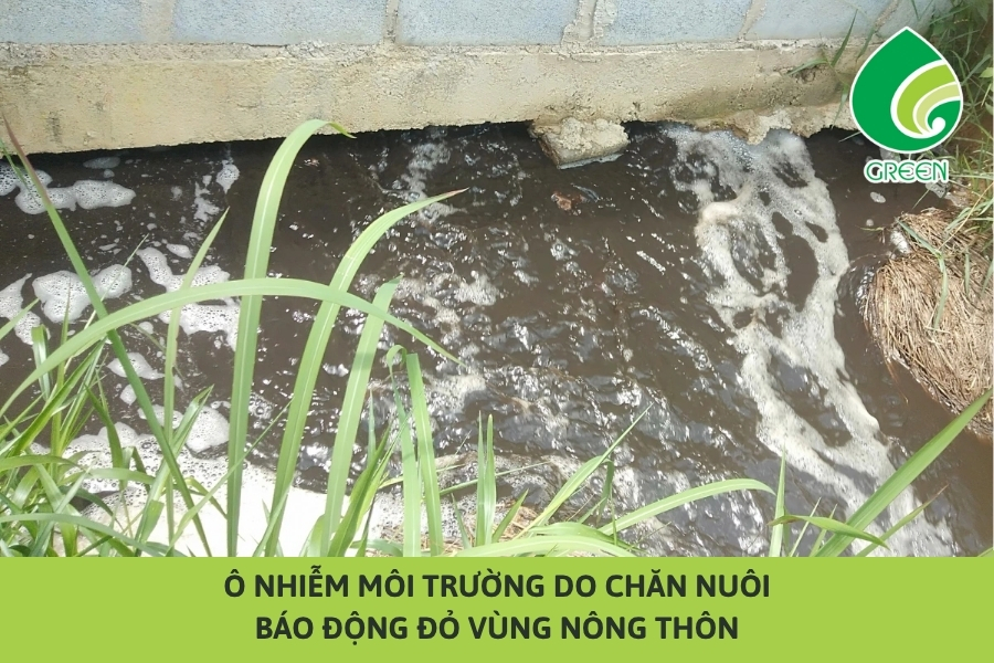 Ô Nhiễm Môi Trường Do Chăn Nuôi: Báo Động Đỏ Vùng Nông Thôn