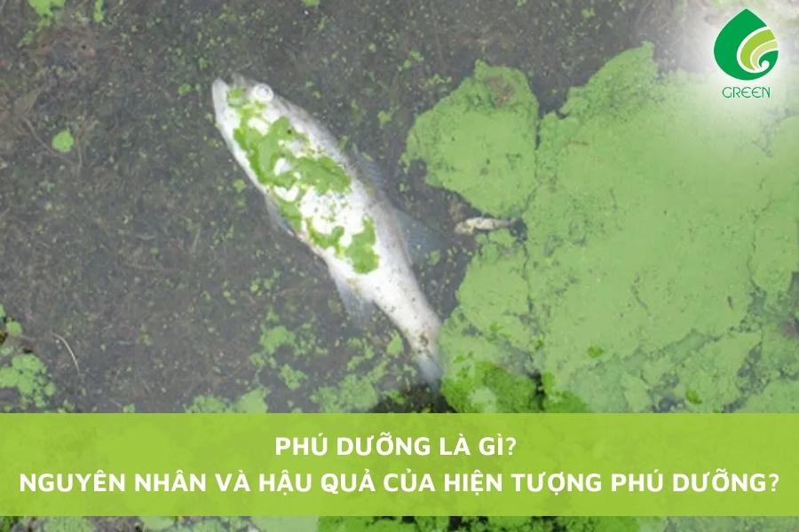 Phú Dưỡng Là Gì? Nguyên Nhân Và Hậu Quả Của Hiện Tượng Phú Dưỡng?