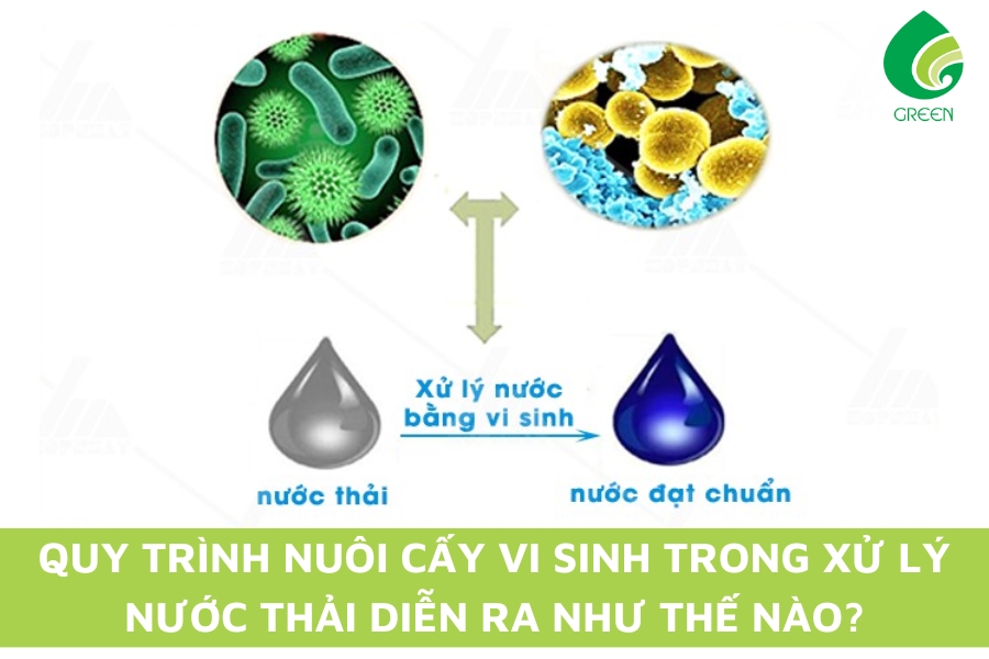 Quy Trình Nuôi Cấy Vi Sinh Trong Xử Lý Nước Thải Diễn Ra Như Thế Nào?