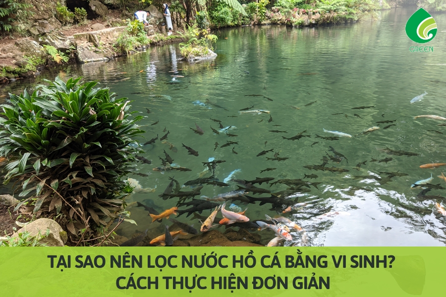 Tại Sao Nên Lọc Nước Hồ Cá Bằng Vi Sinh? Cách Thực Hiện Đơn Giản