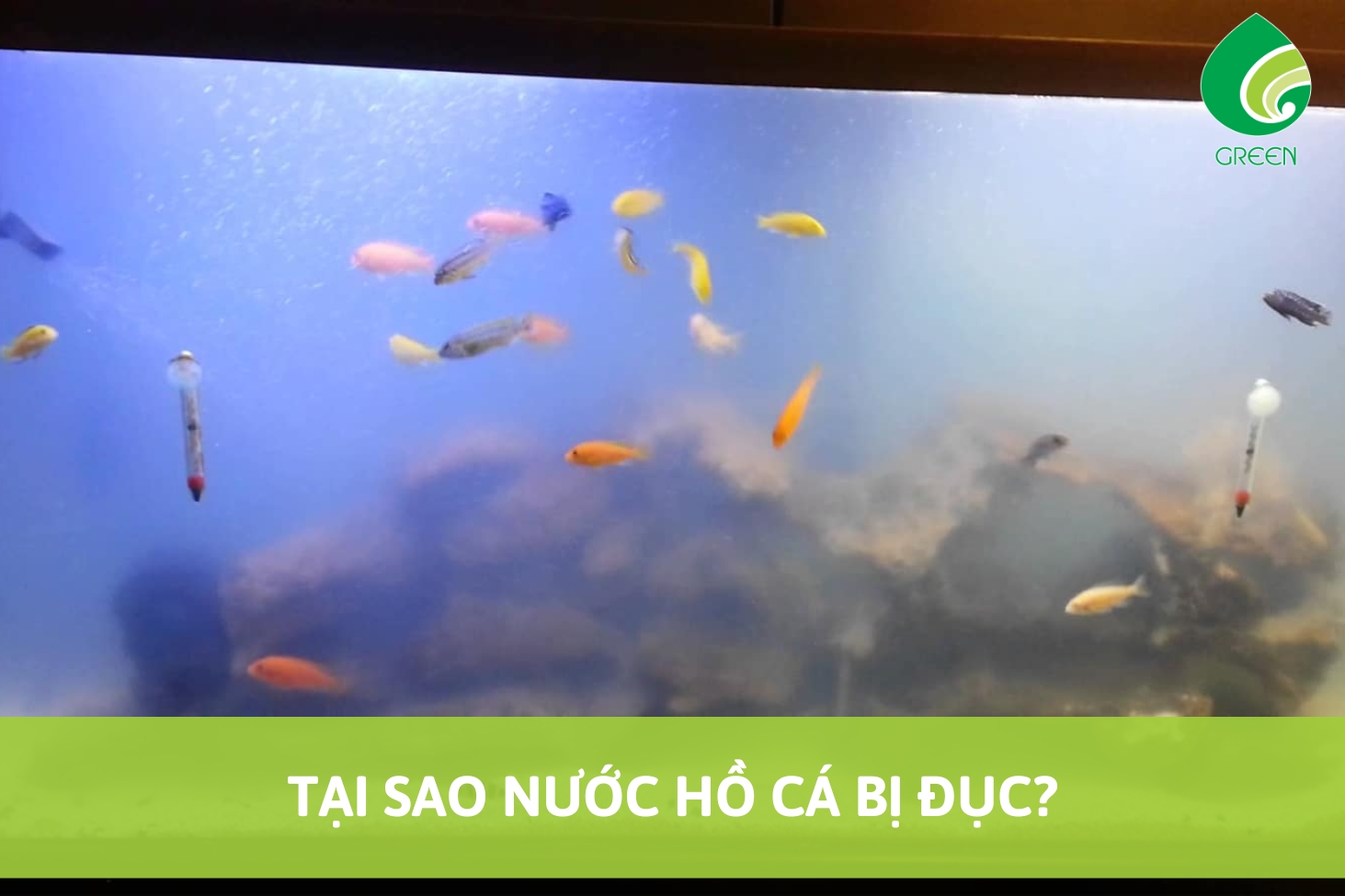 Tại Sao Nước Hồ Cá Bị Đục?
