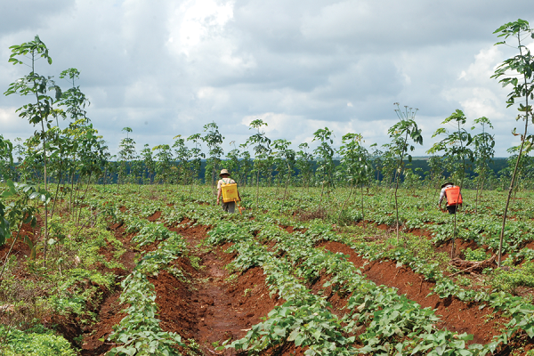 Tái sử dụng nước thải của ngành chế biến cao su và chăn nuôi