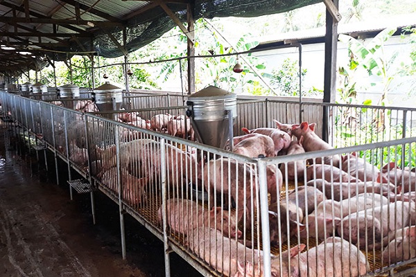 Tiêu Chí Chọn Hệ Thống Xử Lý Nước Rửa Chăn Nuôi Heo Tốt, Tiết Kiệm