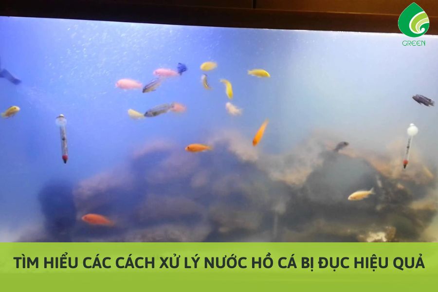 Tìm Hiểu Các Cách Xử Lý Nước Hồ Cá Bị Đục Hiệu Quả