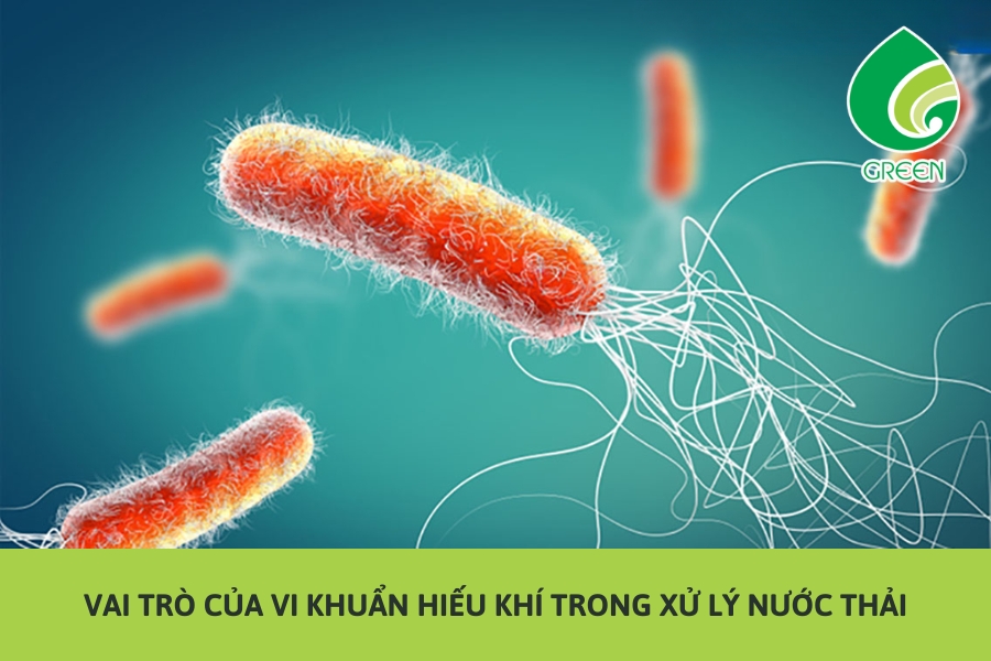 Vai Trò Của Vi Khuẩn Hiếu Khí Trong Xử Lý Nước Thải