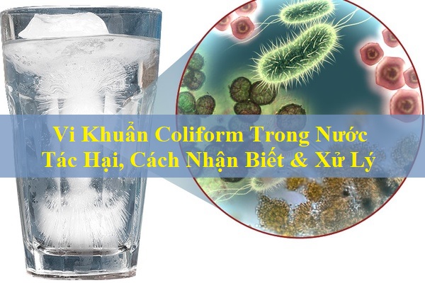 Vi Khuẩn Coliform Trong Nước: Tác Hại, Cách Nhận Biết & Xử Lý