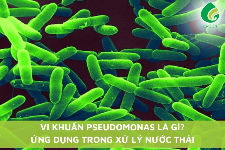Vi Khuẩn Pseudomonas Là Gì? Ứng Dụng Trong Xử Lý Nước Thải