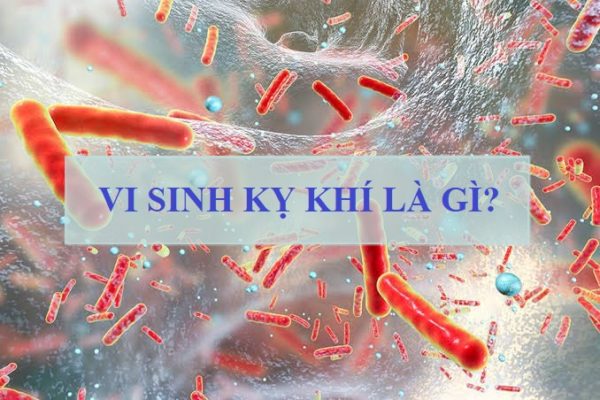 Vi Sinh Kỵ Khí Là Gì? Các Ứng Dụng Trong Xử Lý Nước Thải