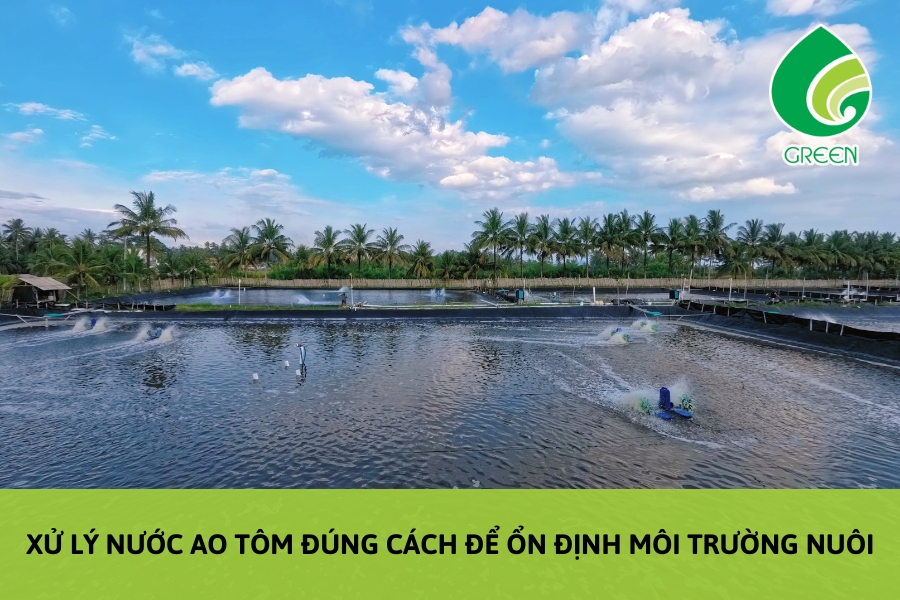 Xử Lý Nước Ao Tôm Đúng Cách Để Ổn Định Môi Trường Nuôi