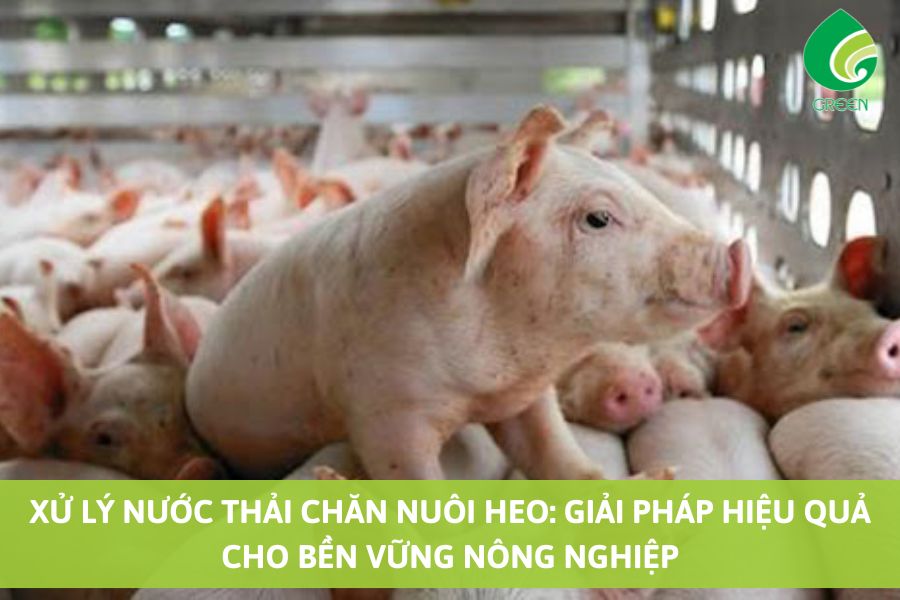 Xử Lý Nước Thải Chăn Nuôi Heo: Giải Pháp Hiệu Quả cho Bền Vững Nông Nghiệp